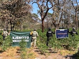 Elementos de la Policía Regional de Jalisco y personal de Defensa destruyeron un plantío con más de 42 mil plantas de presunta marihuana en el municipio de Tequila.
