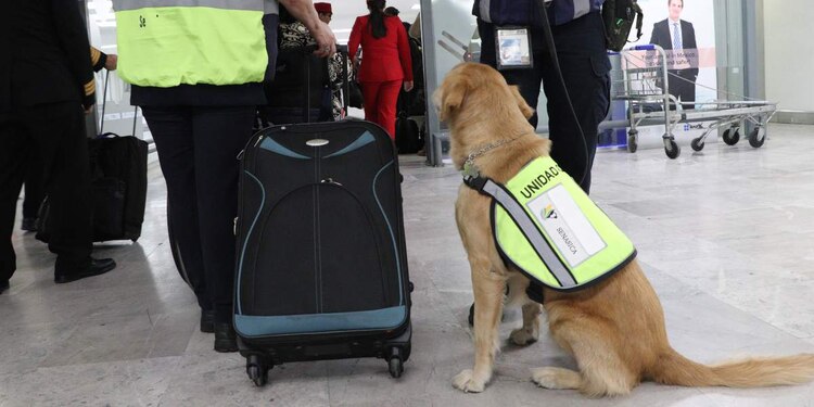 En estas acciones participan unidades caninas.