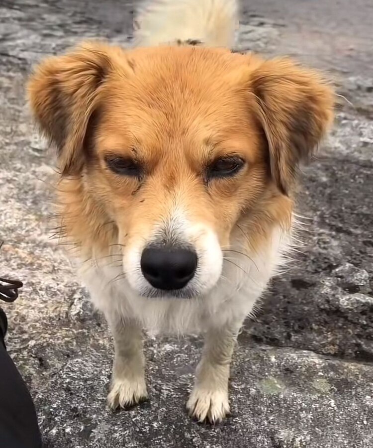 Este es el lindo animalito que lo acompaño