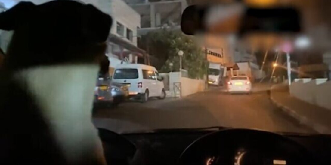 El perrito al frente del volante