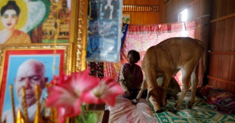 La mujer asegura que la vaca tiene el mismo carácter de su marido