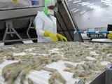 La Canainpesca estimó pérdidas millonarias sin la exportación de cámaron a Estados Unidos