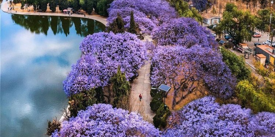 ¿Cuáles son los mejores eventos en la CDMX del 4 al 6 de abril?