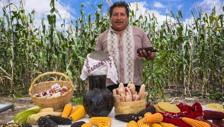 La Secretaría de Agricultura y Desarrollo Rural realiza acciones como el intercambio de semillas, el incremento de la producción, productividad y valor agregado.