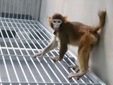 Mono Rhesus clonado por primera vez.
