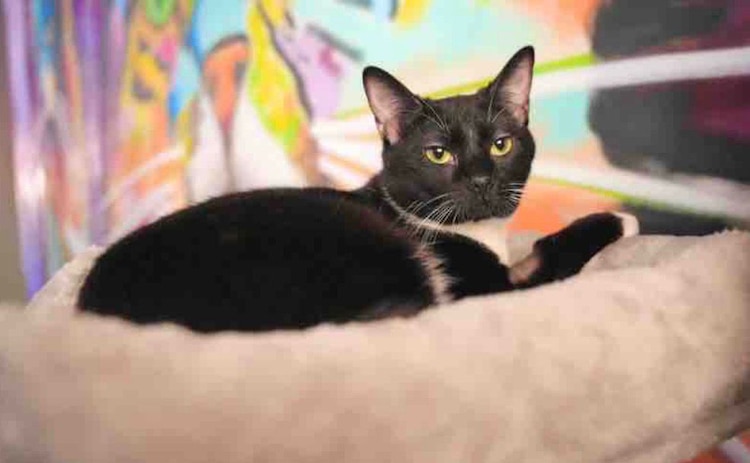 Baja California se posiciona a la vanguardia internacional tras reformar su Constitución en favor del bienestar animal.