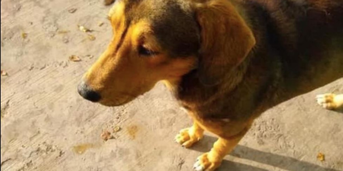 En redes los usuarios piden Justicia para Rodolfo