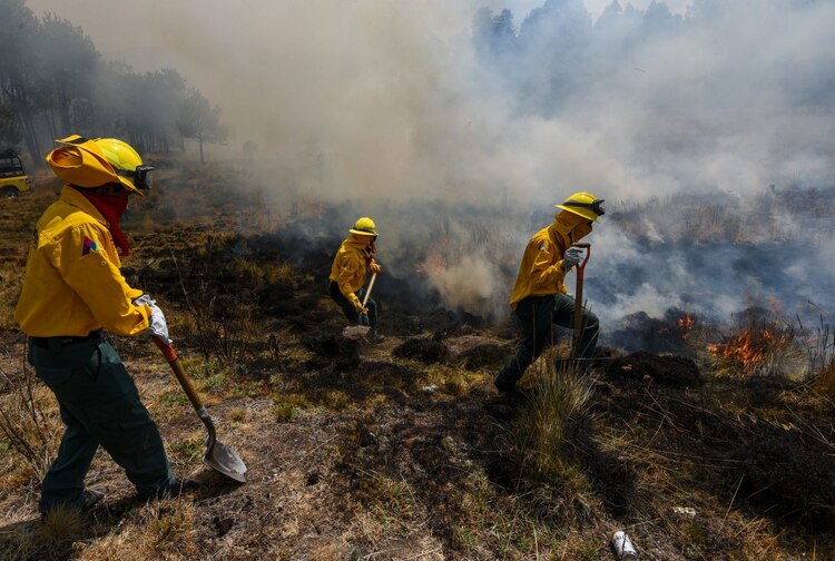 Incendios provocados han sido mayores en los últimos años que los causados en la temporada de sequía.