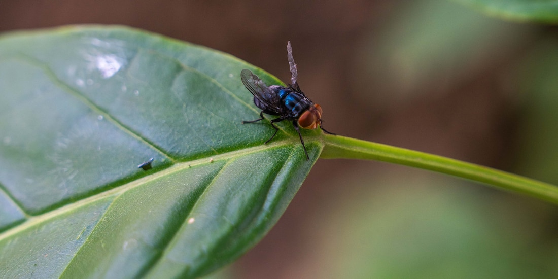 Fotografía ilustrativa de una mosca estéril para combatir al gusano barrenador.