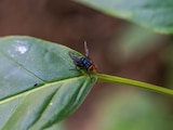 Fotografía ilustrativa de una mosca estéril para combatir al gusano barrenador.