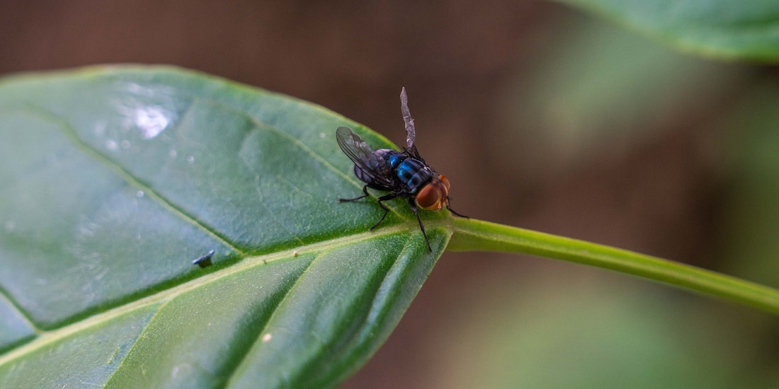 Fotografía ilustrativa de una mosca estéril para combatir al gusano barrenador.