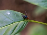 Fotografía ilustrativa de una mosca estéril para combatir al gusano barrenador.