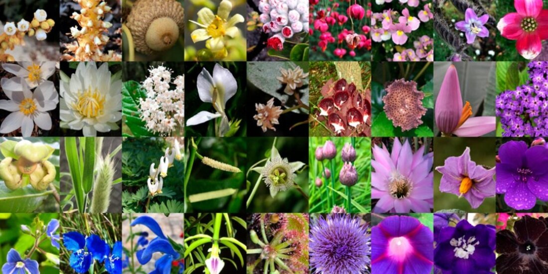 El Planta Fest 2023 se llevará a cabo en el Bazar Fusión, ubicado en la colonia Juárez.