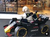El perrito Fabbio en una réplica del Red Bull de Checo Pérez.