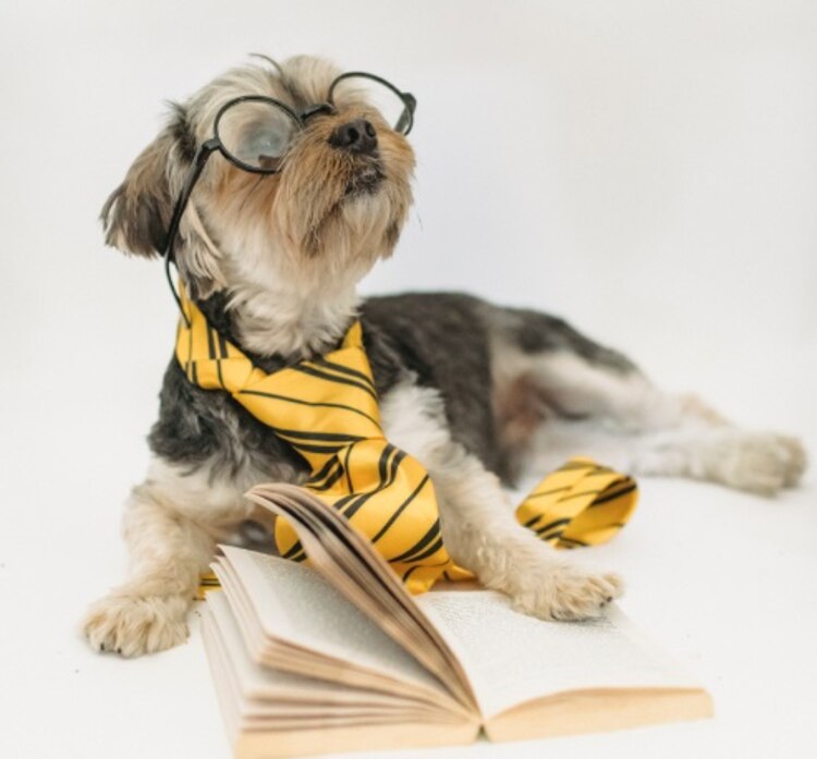 Los perritos, sin importar su tamaño o raza, necesitan paseos y jugar