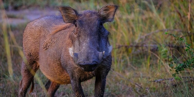 Brote fue detectado en dos jabalíes.