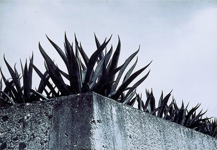 De la serie Los Magueyes, s/f.