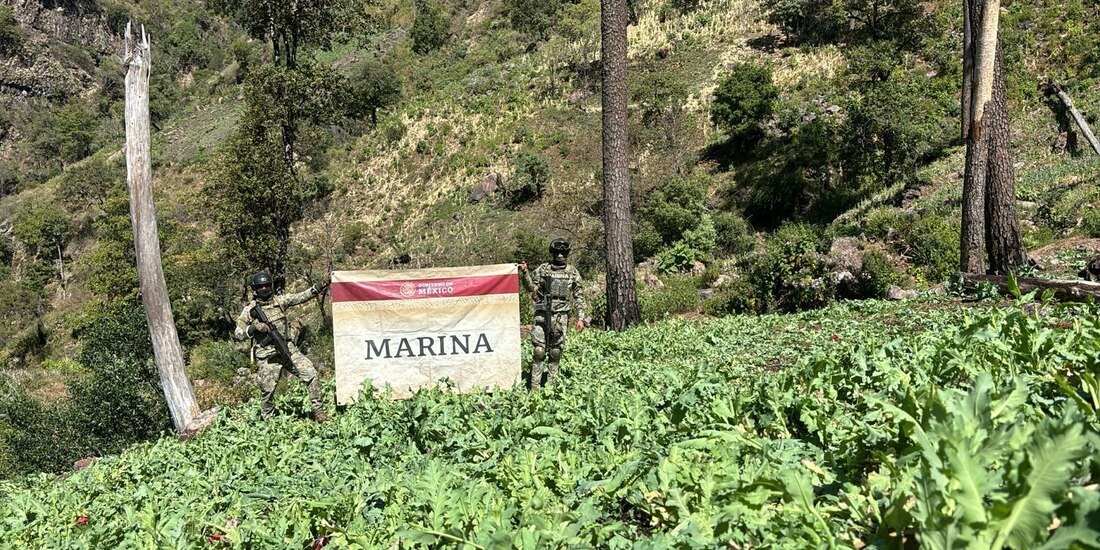 Se erradicaron diez plantíos de amapola