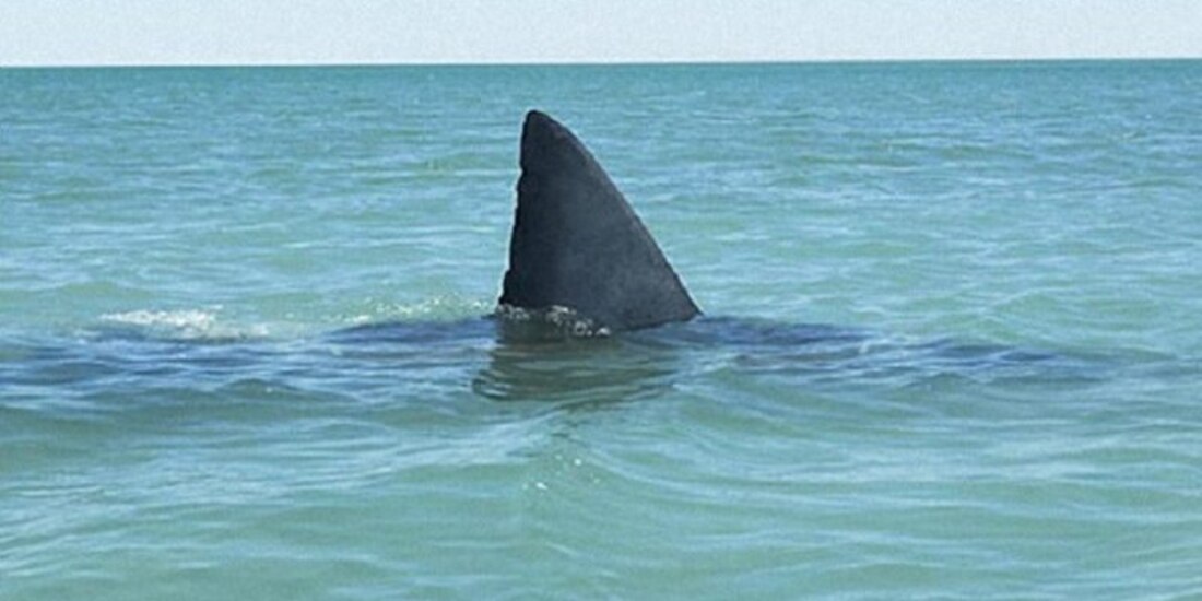 Ataque de un tiburón quitó la vida a un pescador en Sonora.
