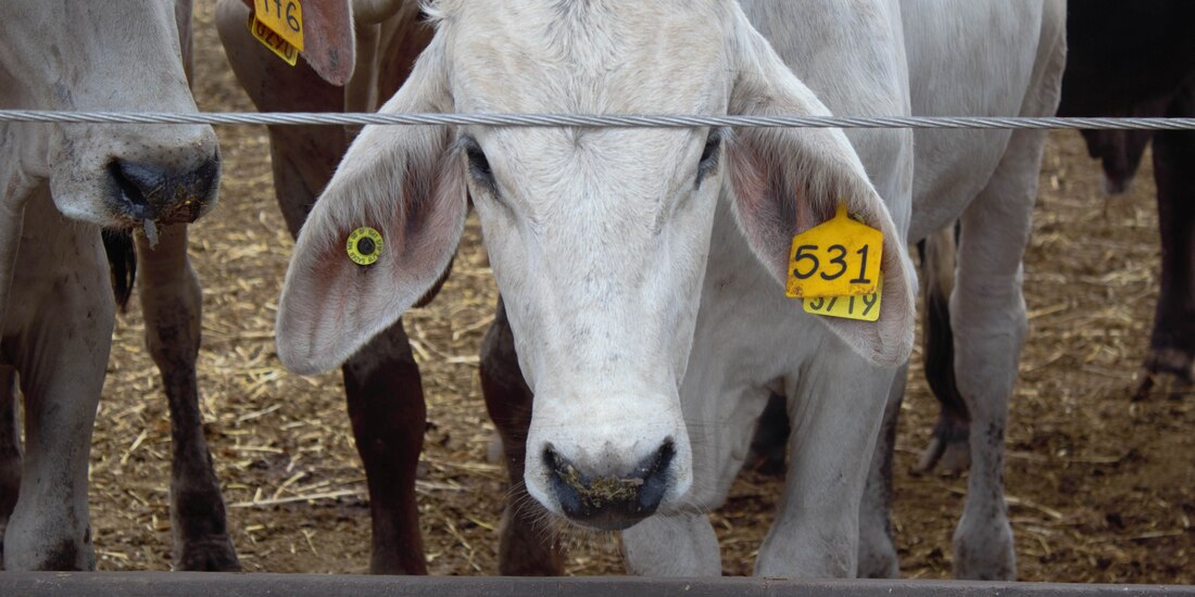 Ganado en la FMVZ de la UNAM, el pasado 5 de enero.