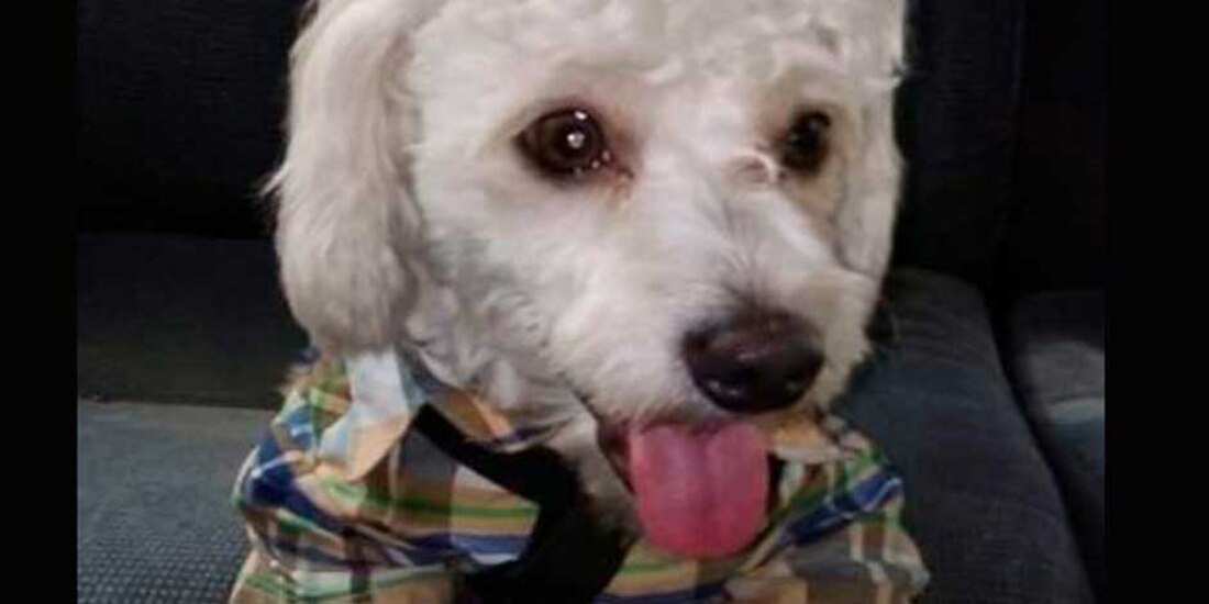 El perrito Luno, separado de su dueña por no contar con microchip