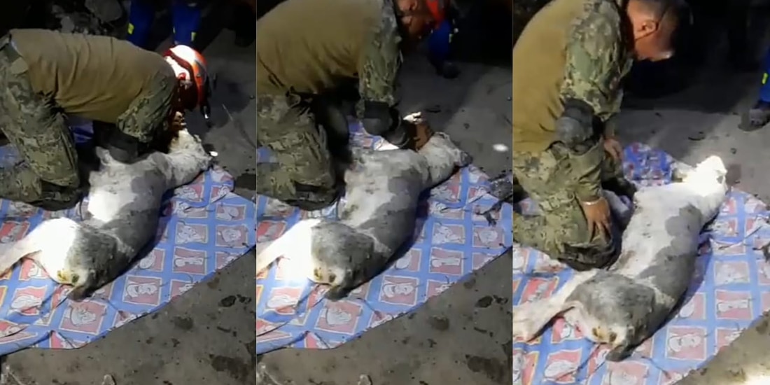 Los animales de compañía son las otras víctimas del derrumbe del Cerro del Chiquihuite.