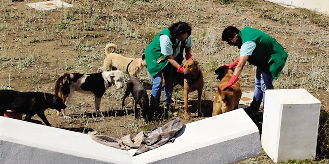 Voluntarios de un albergue del Gobierno capitalino atienden a perros del Refugio Franciscano, A.C., en enero.