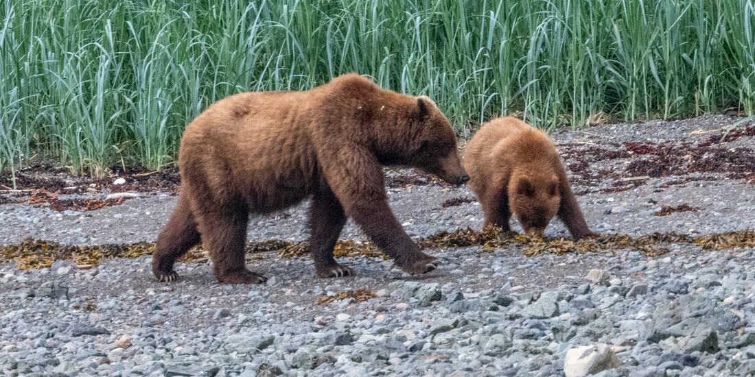 Se trataba de ejemplares problemáticos