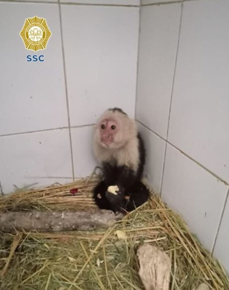 Personal de la Brigada de Vigilancia Animal de la SSC, resguardó un mono capuchino que fue hallado en calles de la alcaldía Venustiano Carranza