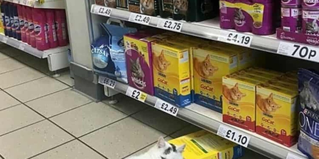 Una mujer descubrió al gato medio dormido y medio tratando de robarse una caja de la tienda