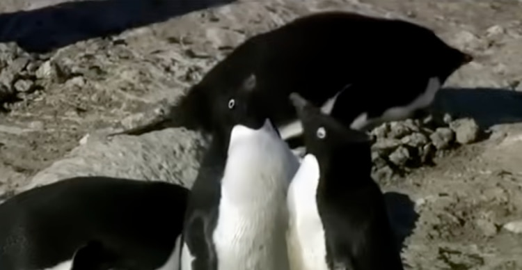 Pingüinos del documental Encounters at the End of the World