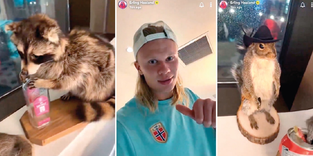 ERLING HAALAND Y SU AMOR POR LOS ANIMALES DISECADOS