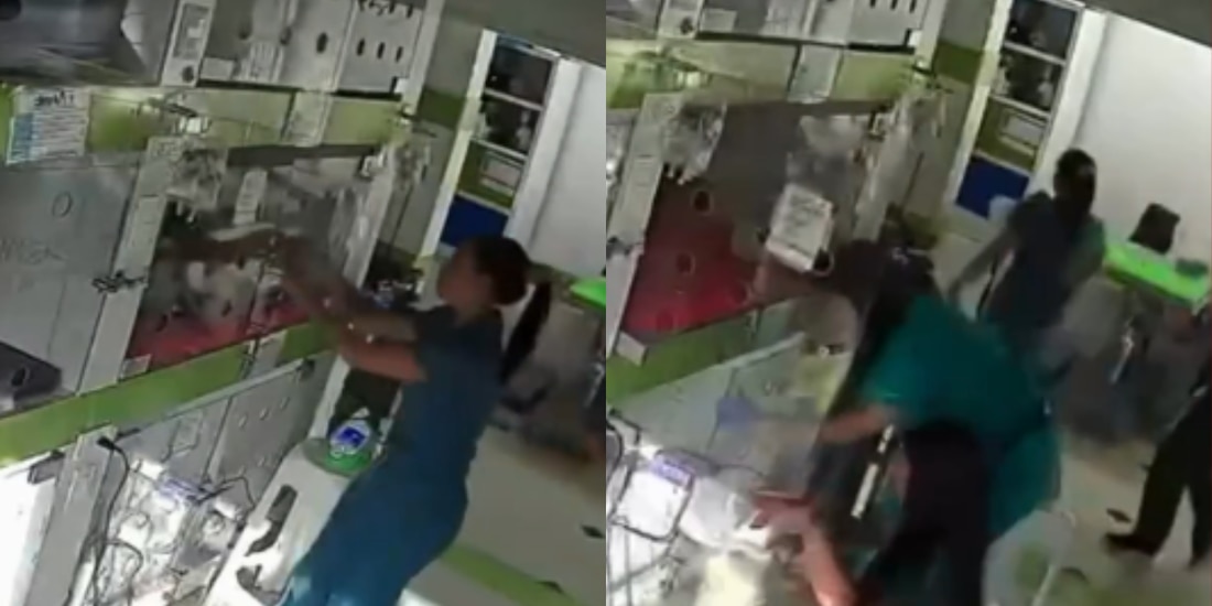 Veterinarios rescatan a animales durante el fuerte terremoto en Colombia