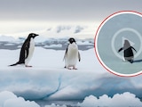 Video viral del pingüino caminando hacia las montañas