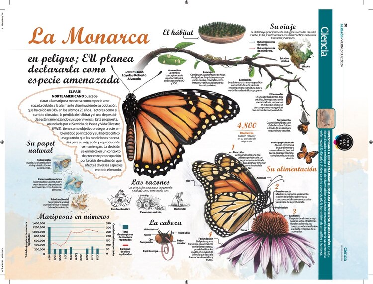 La Monarca en peligro; EU planea declararla como especie amenazada