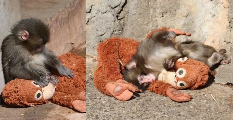 Mono japonés Punch con su peluche