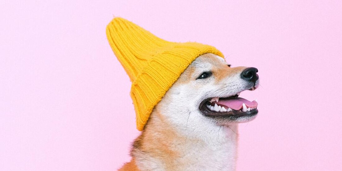 Tener "perrhijos" y riesgo de desarrollo de un trastorno mental para los humanos y para ellos