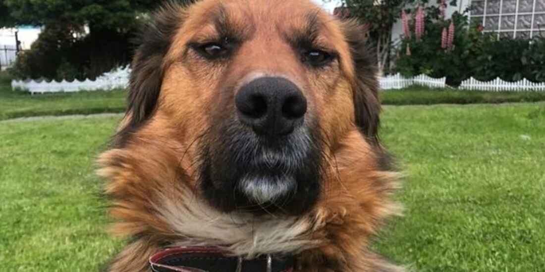 República de Chile obtiene a su "Primer Perro" después de que elecciones nombraran a Gabriel Boric como presidente.