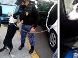 Perro rescatado del interior de un vehículo.