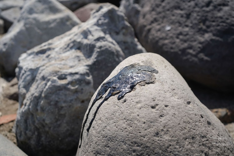 Elementos de la Marina realizan recorridos de playas de las ciudades de Veracruz y Boca del Río para proceder a la limpieza de estas