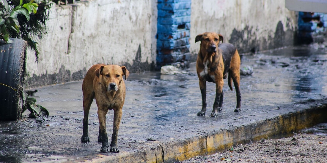 Los perros callejeros en imagen ilustrativa