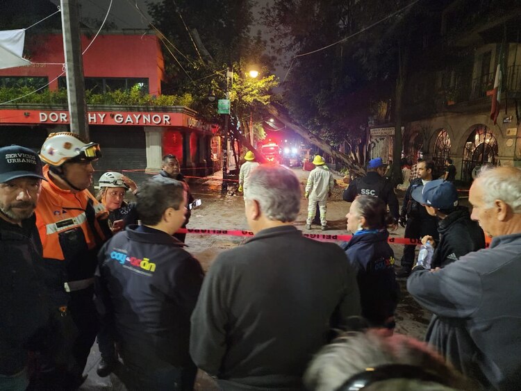 Árboles caídos en Coyoacán por lluvias de este domingo.