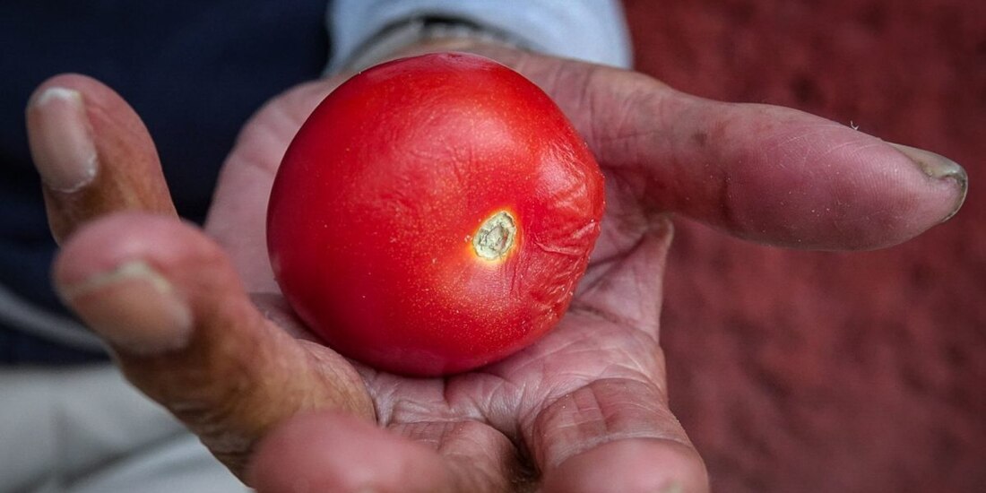 ‘Jitomate mexicano no tiene sustituto en Estados Unidos’, afirma Claudia Sheinbaum.