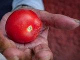 Jitomate mete presión a la inflación; sube a 3.42%