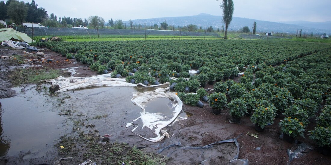 Los viveros de Xochimilco con plantas de cempasúchil resultaron afectados por la lluvia.