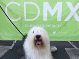 Promueven cuidado y adopción de mascotas en Zócalo de la CDMX