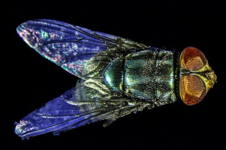 Mosca Cochliomyia hominivorax