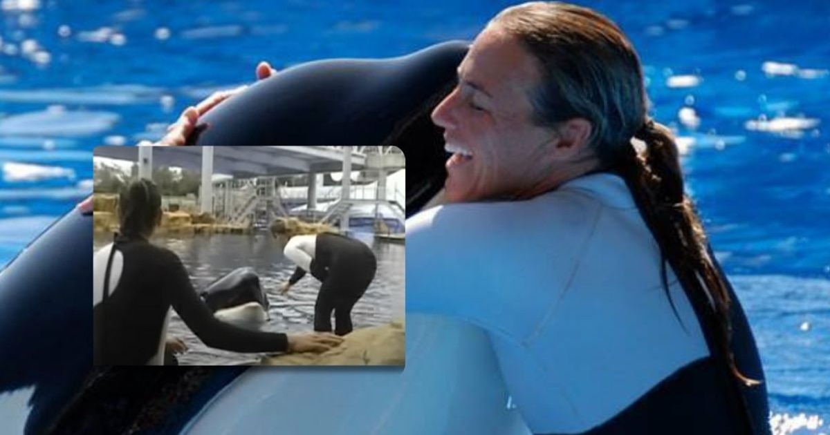 El último VIDEO de Dawn Brancheau, la entrenadora marina que murió en un show con orcas - La ...