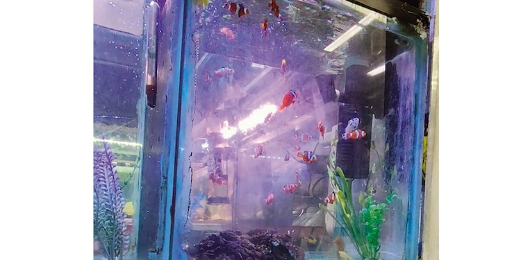 Peces payaso nadan dentro de una de las decenas de peceras de un negocio.