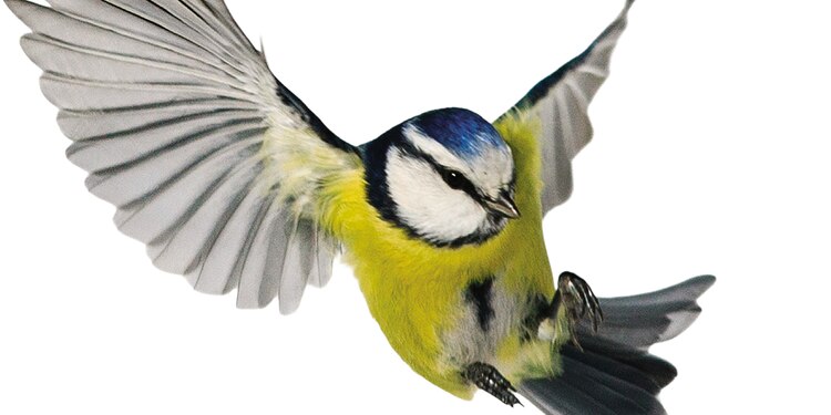 150 especies de aves en Iztapalapa son conocidas por las mujeres pajareras